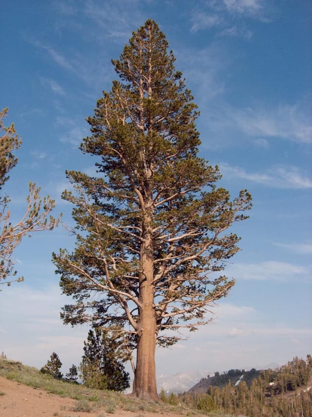 Lodgepole Pine (*Pinus contorta*)