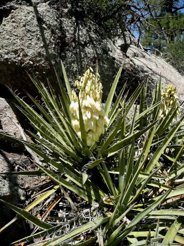 Banana Yucca (*Yucca baccata*)