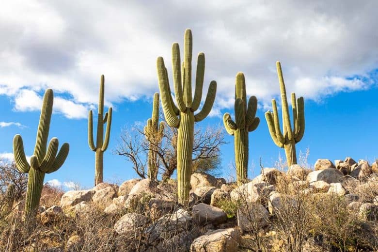 Saguaro Cactus (*Carnegiea gigantea*)