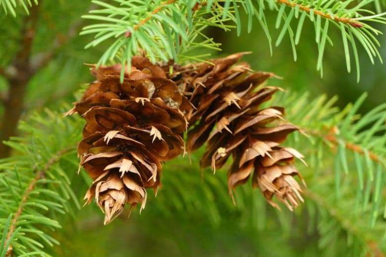 Douglas Fir (*Pseudotsuga menziesii*)