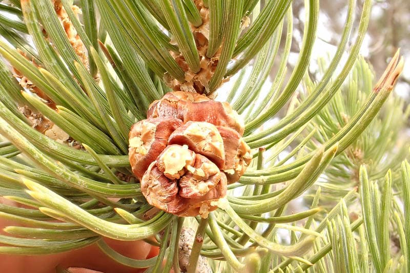 Pinyon Pine (*Pinus edulis*)