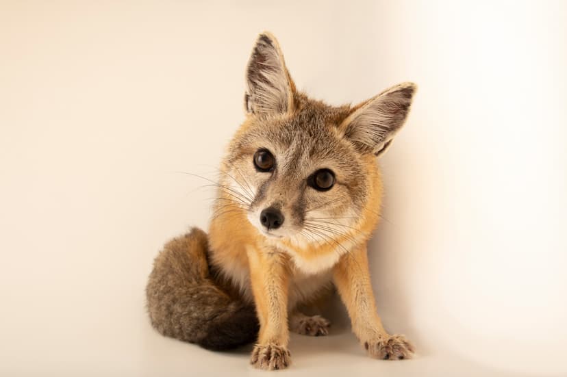 San Joaquin Kit Fox (*Vulpes macrotis mutica*)