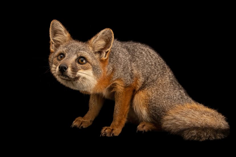 Island Fox (*Urocyon littoralis*)