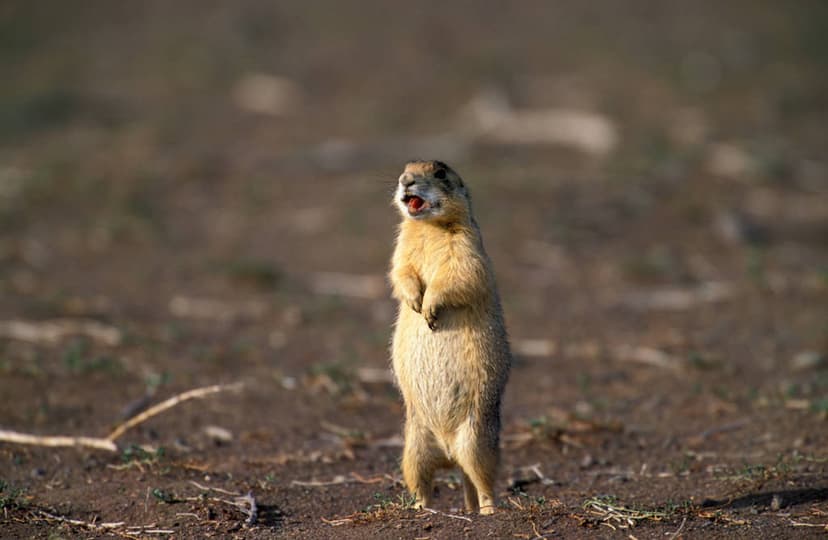 Utah Prairie Dog (*Cynomys parvidens*)