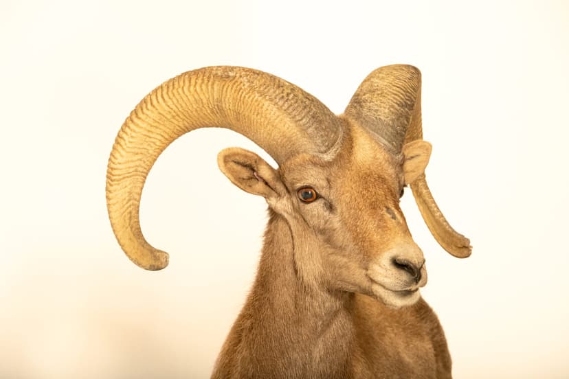Desert Bighorn Sheep (*Ovis canadensis nelsoni*)