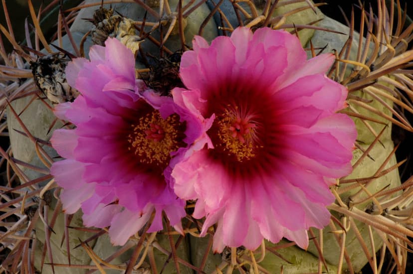 Turk’s Head Cactus (*Echinocereus engelmannii*)