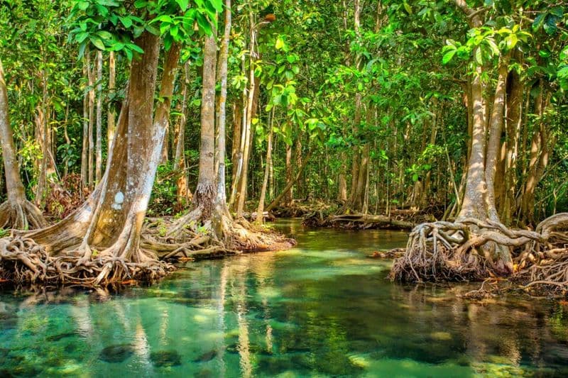 Mangrove Forests