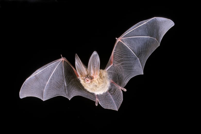 Townsend’s Big-Eared Bat (*Corynorhinus townsendii*)