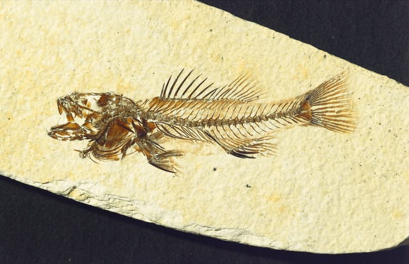Vertebrate Fossils