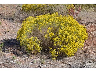 Snakeweed (*Gutierrezia sarothrae*)