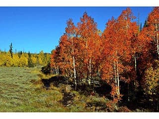 Quaking Aspen (*Populus tremuloides*)