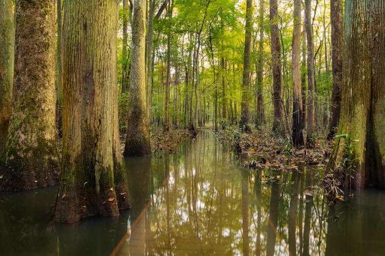 Congaree National Park