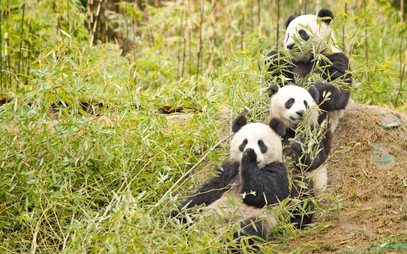 Wolong National Nature Reserve