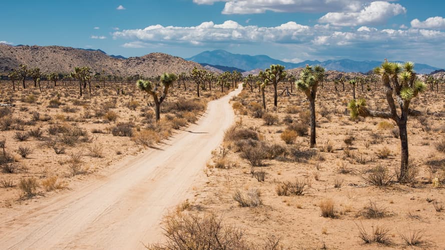 Joshua Tree National Park — Park Review | Condé Nast Traveler