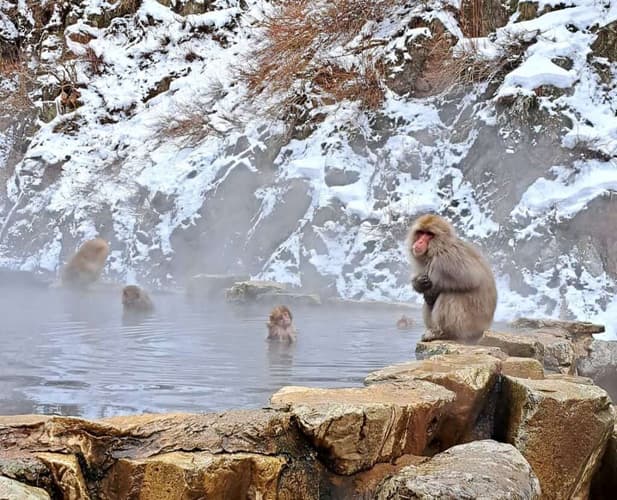 Jigokudani Monkey Park