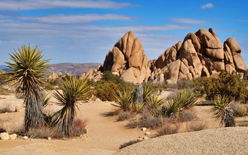 All About Joshua Tree National Park | Wildland Trekking Blog