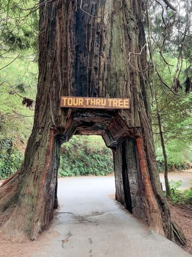 Redwood National Park