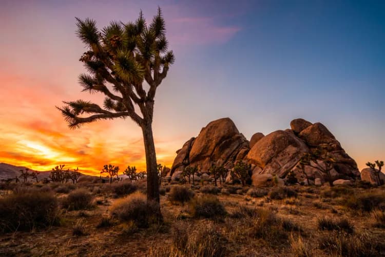 Know Before You Go: Joshua Tree National Park | Visit California