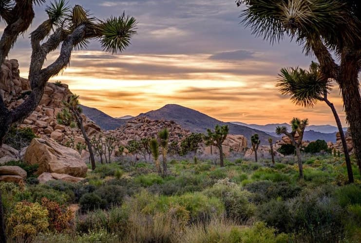 Mojave National Park | Hiking, History, & Safety | Visiting Mojave