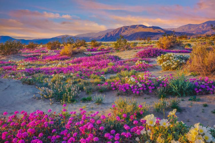 Spring wildflowers in Anza Borrego Desert State Park - Public ...