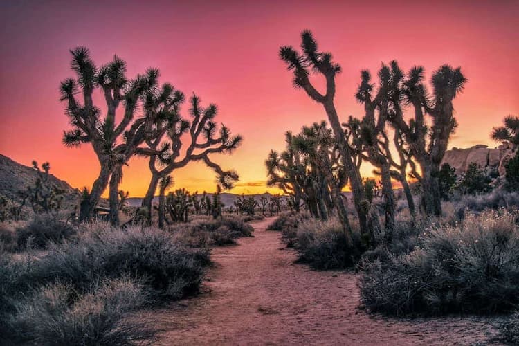 Family Adventure Guide: Hiking and Camping in Joshua Tree National ...