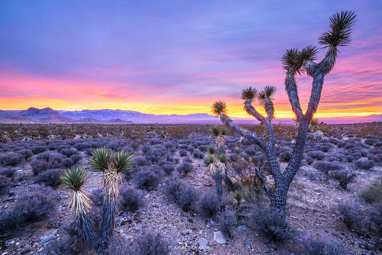 Mojave Colors | Beaver Dam National Conservation Area, Utah ...
